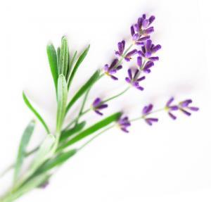 Sprigs-of-lavender-isolated